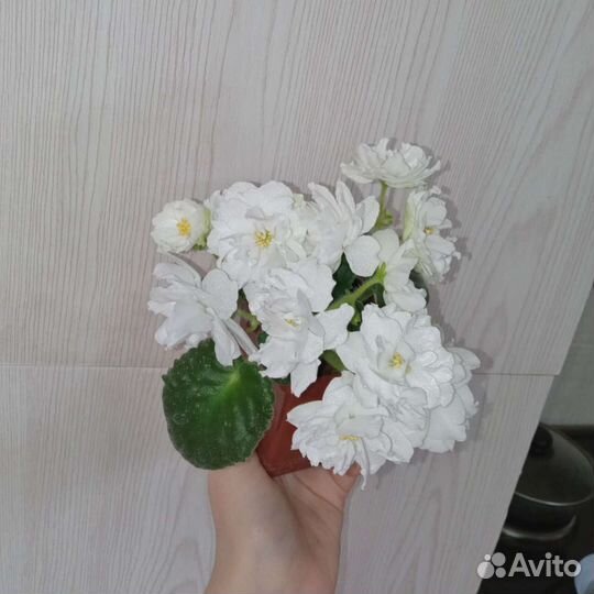 Фиалка сортовая(Germany)