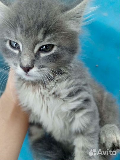 Отдам котенка в добрые руки