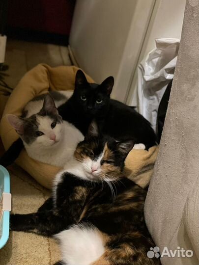 Котята в добрые руки