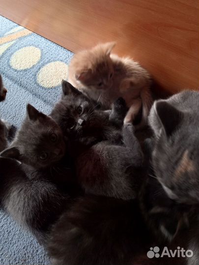 Котята в добрые руки