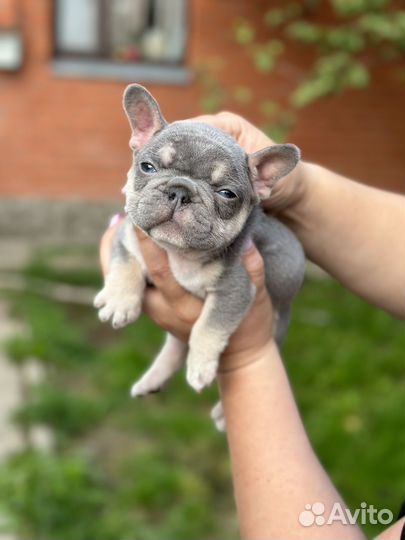 Французский бульдог