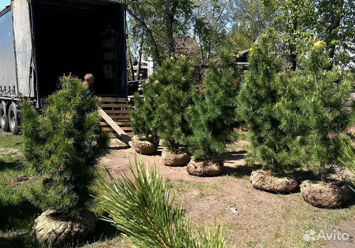 Сибирский кедр экстра класс. Саженцы