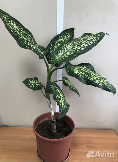 Диффенбахия