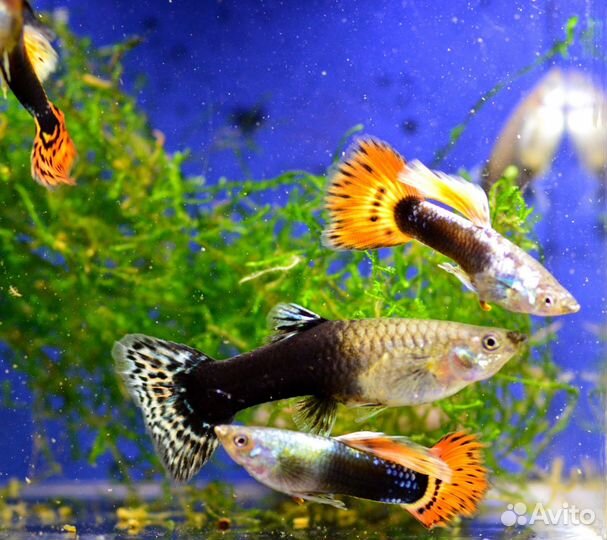 Рыбки гуппии, улитки мелании