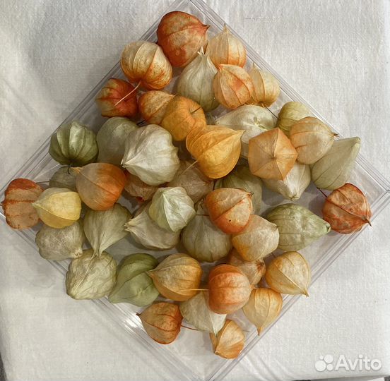 Сухоцветы для творчества Клюква