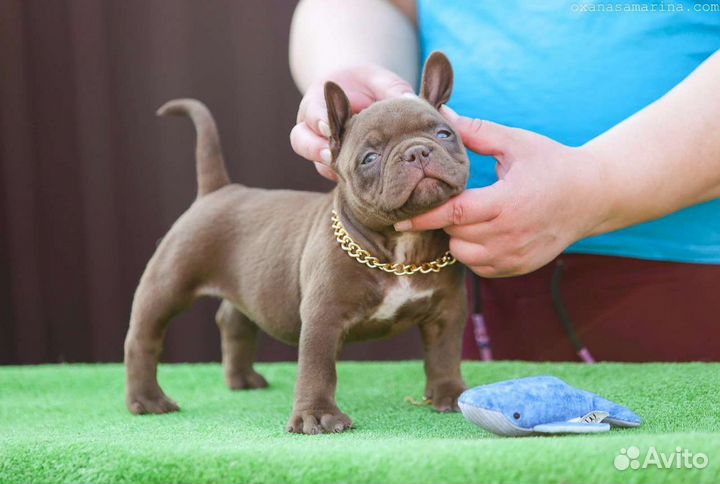 Щенки Американского булли микро