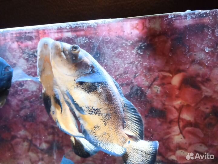 Аквариумные рыбки