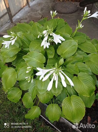 Хоста растение