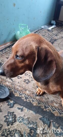 Найдена собака