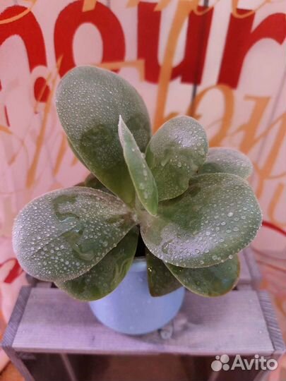 Сумах оленерогий, Cotyledon, Сукуленты