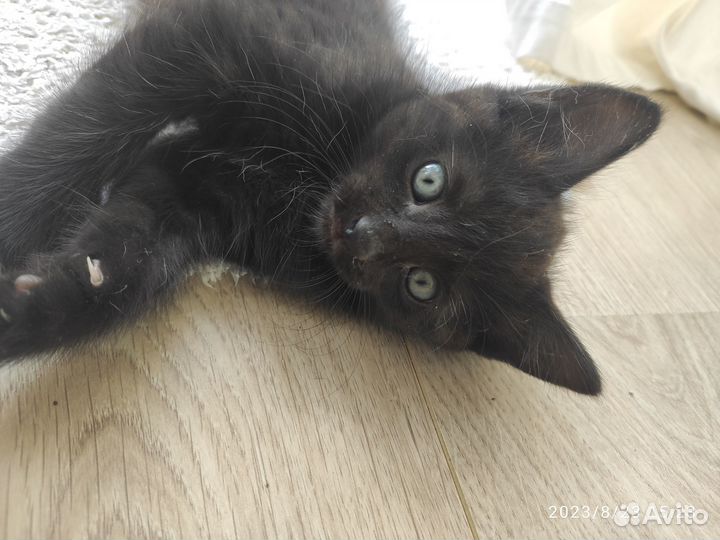 Черный котенок, мальчик, 2 мес
