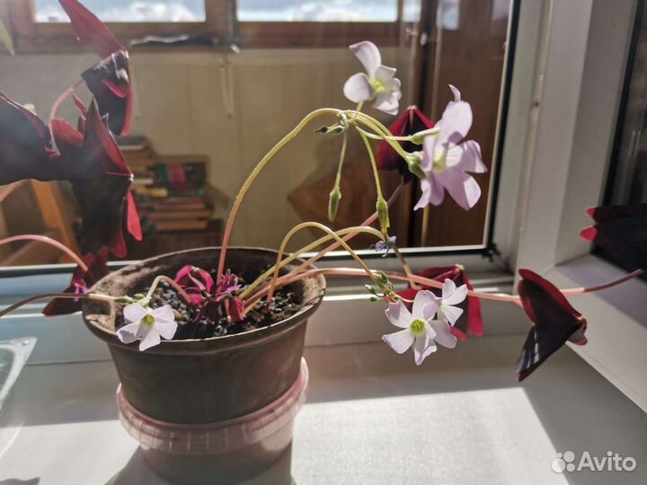 Кислица, оксалис, бабочка, Заячья капуста цветущая