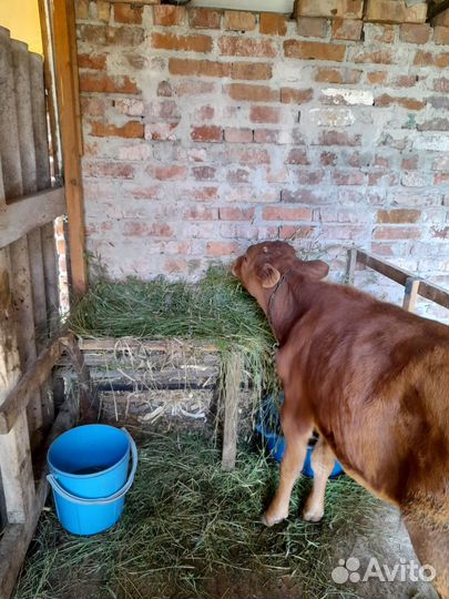 Теленок бычок