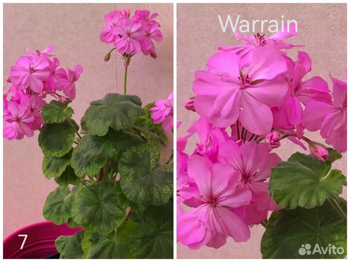 Пеларгонии сортовые