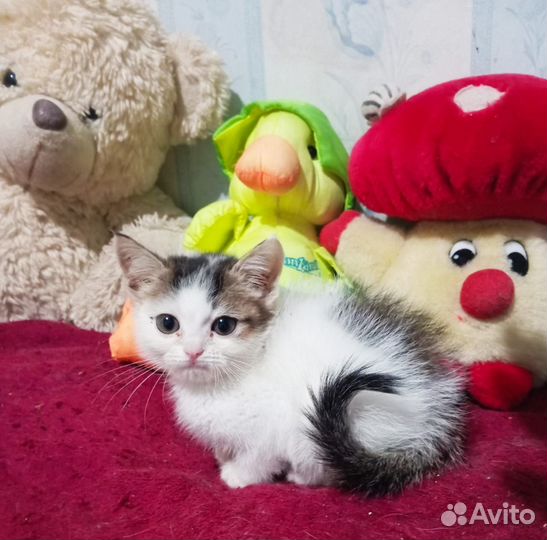 Котенок в добрые руки