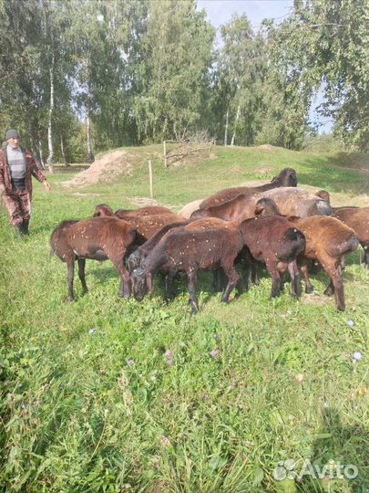Бараны эдильбаевской породы