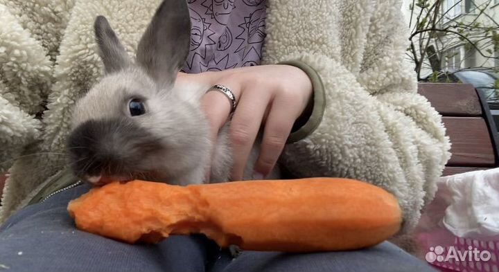 Карликовый кролик