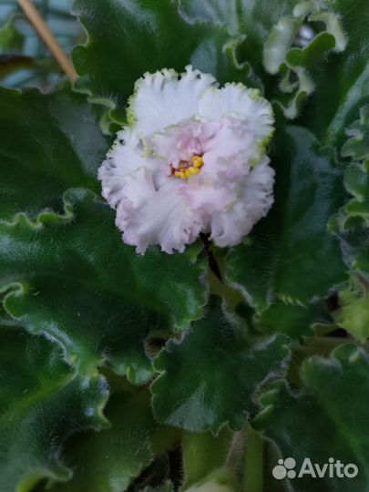 Фиалки детки (бело-розовая махровая)