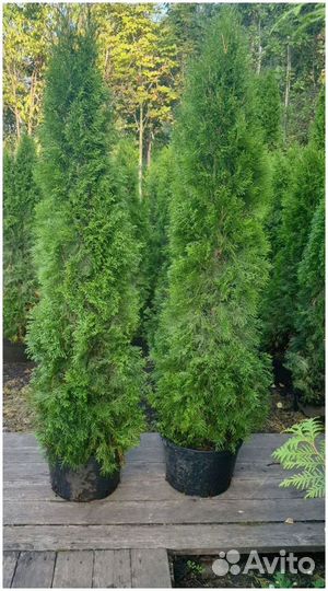 Туя Смарагд Экстра 160-180см