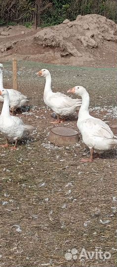 Гуси. Индюки. Утки