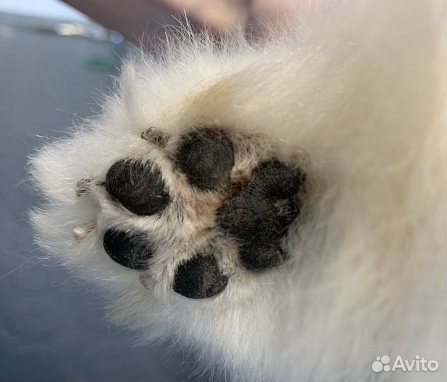 Груминг с вывозом и привозом питомца к клиенту