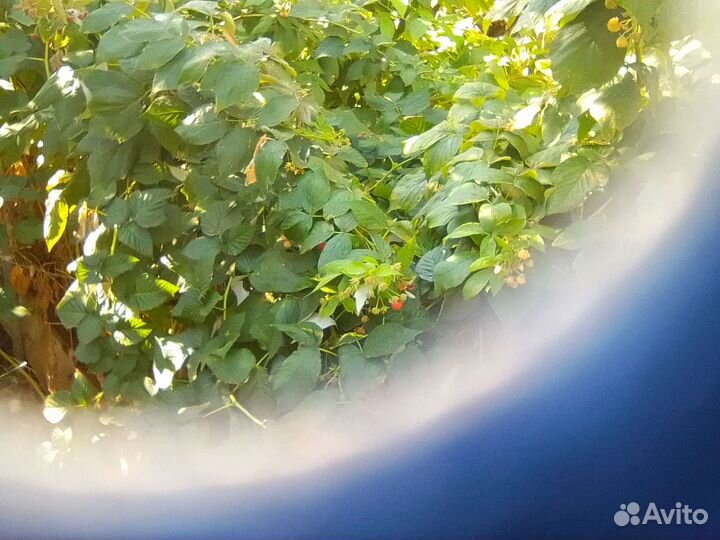 Саженцыежевикамалина2разоваякалинаперсики