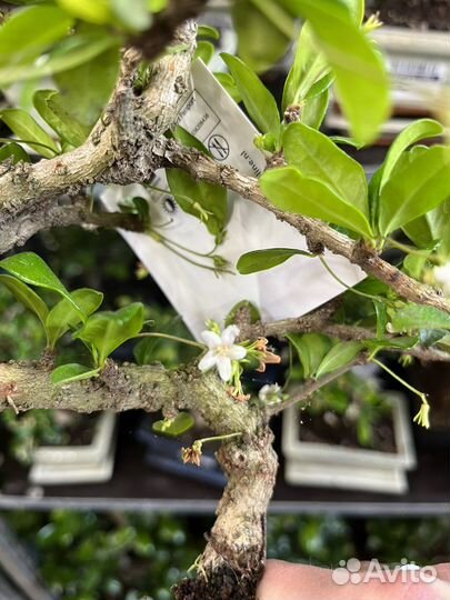 Дерево бонсай, кармона, вяз, лигуструм, мирт