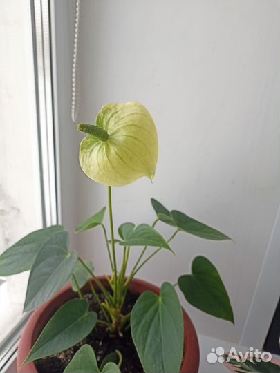 Комнатные цветы антуриум