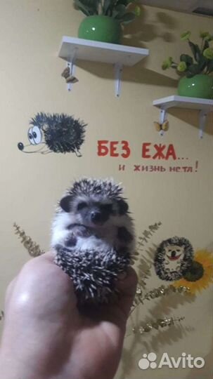 Декоративные ёжики