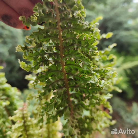 Папоротник Nephrolepis exaltata cv Wagneri