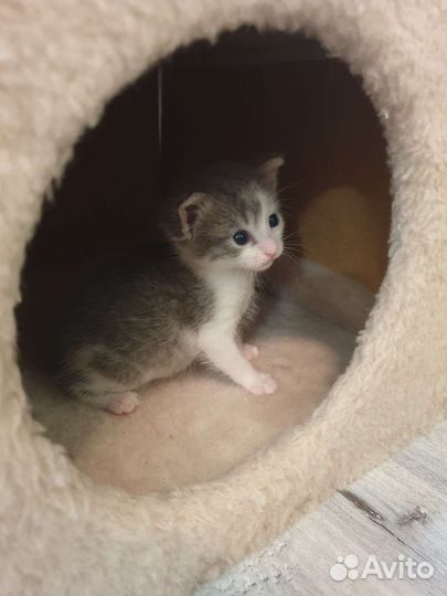 Котята в добрые руки бесплатно