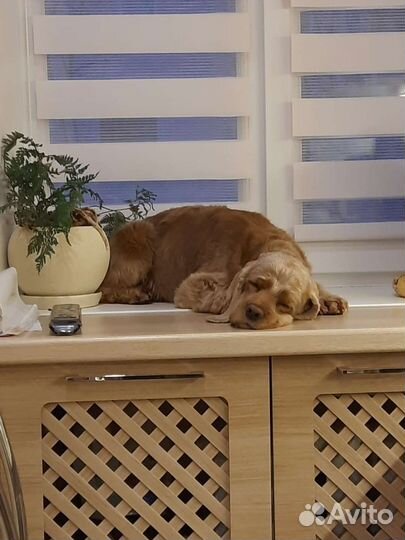 Американский кокер спаниель вязка