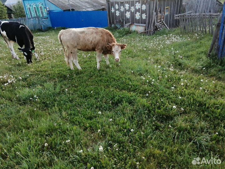 Телки стельные