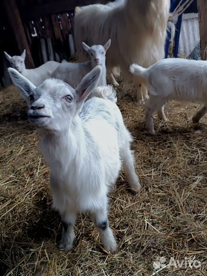 Зааненские козлята