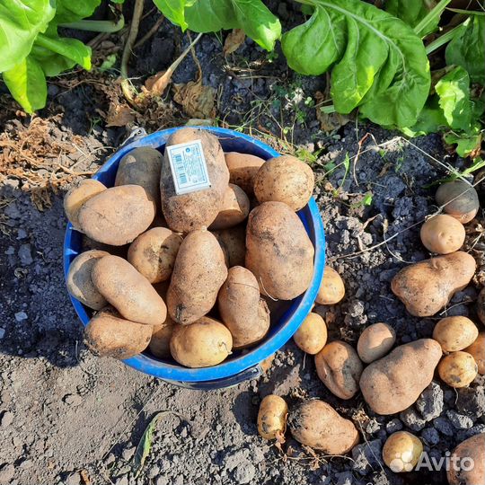 Продам картофель