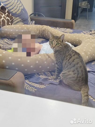 Котик Ярик 2года