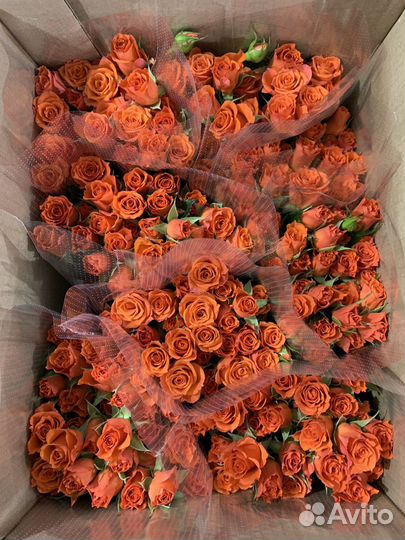 Российская роза и роза эквадор