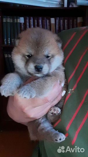 Щенки сиба ину (шиба)