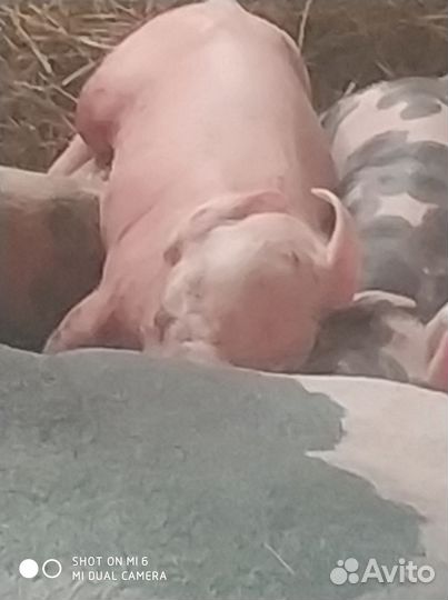 Поросята петрен + петрен макстер 304.Дюрок 7 мес