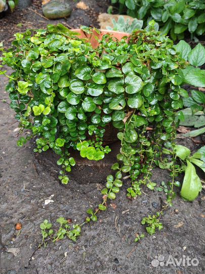 Лихнис Рудбекия Эхинацея Василек Ландыш Розга