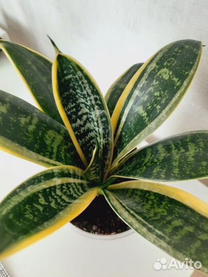 Сансевиерия Ханни Маргината