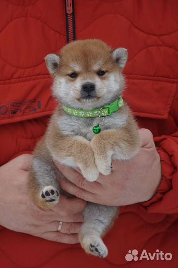 Красавчик сиба ину для вас