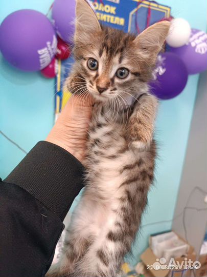 Котенок мальчик