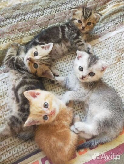 Вязка. Шотландский вислоухий кот