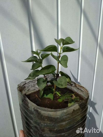 Белая махровая сирень