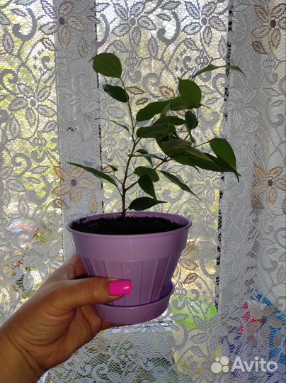 Фикус бенджамина