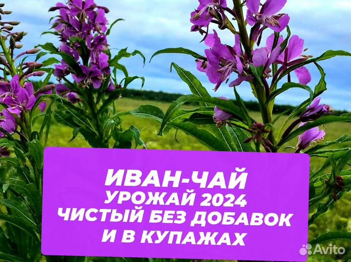 250 г Иван-чай 2024: ягоды,апельсин,шиповник и др