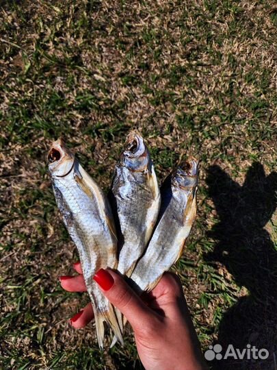 Астраханская вяленая вобла