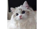 Прививки котятам по возрасту таблица цена
