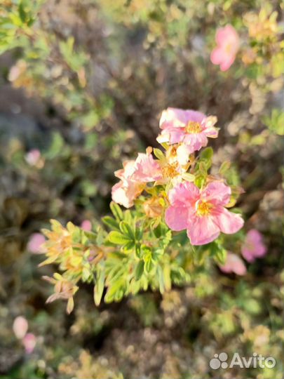 Лапчатка кустарниковая